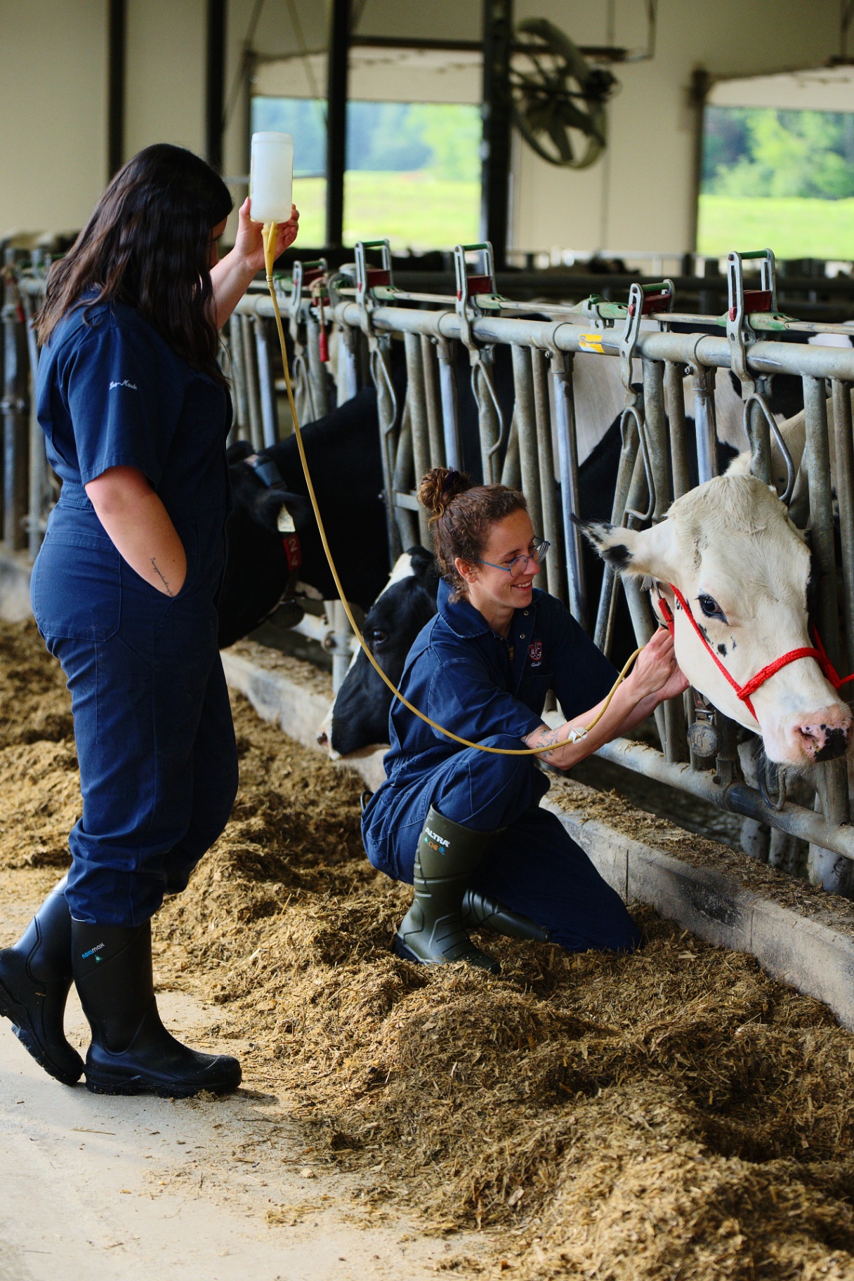 Équipe en intervention de traitement sur une vache