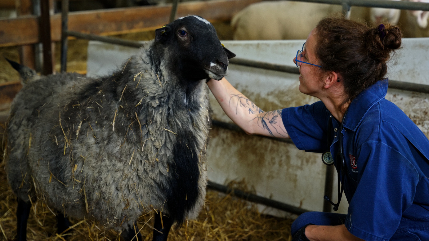 Vétérinaire caressant un mouton en bergerie