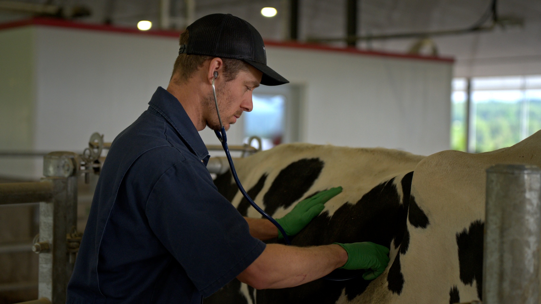 Vétérinaire auscultant une vache à l'étable