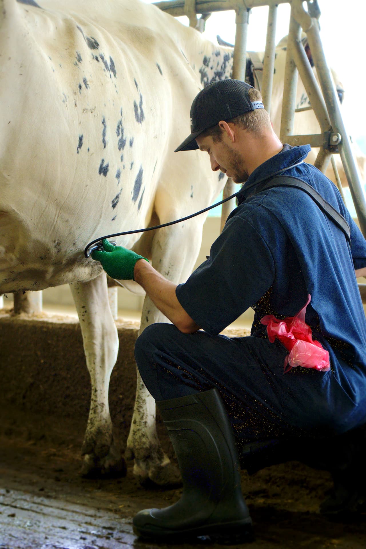 Vétérinaire effectuant une échographie sur une vache