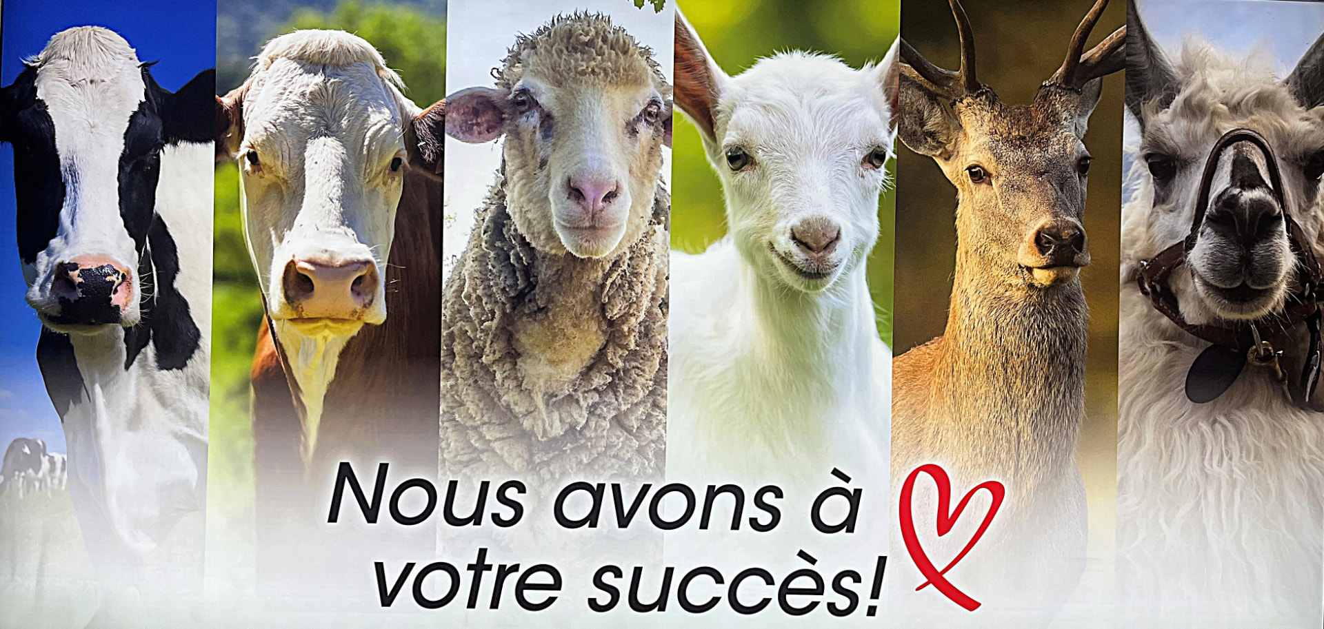 Les animaux de la ferme de la Clinique Vétérinaire de Saint-Georges : vache, taureau, mouton, chèvre, cerf et lama