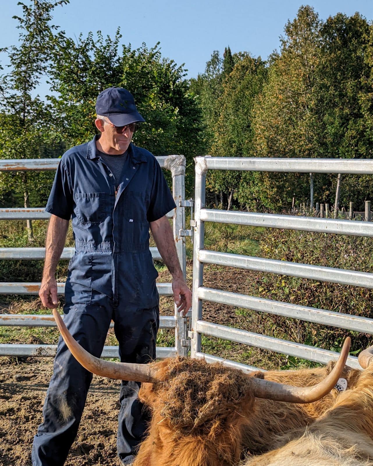 Vétérinaire avec un bovin Highland